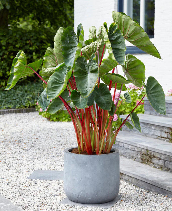 Colocasia Esculenta Hawaiian Punch®