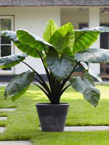 Elephant Ears Colocasia Esculenta Black Stem