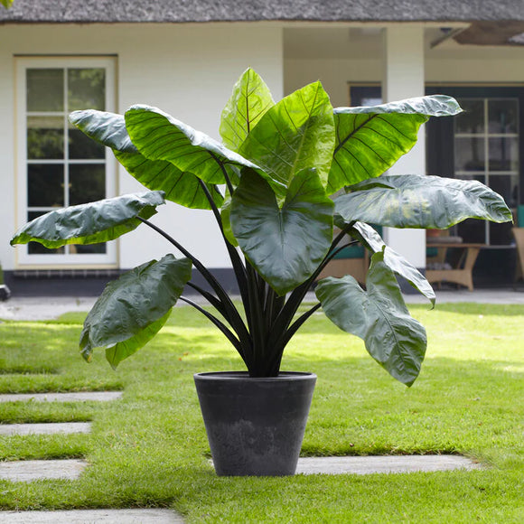 Colocasia Esculenta Black Stem Bulbs