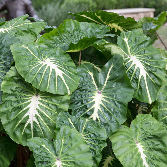 Elephant Ears Colocasia Esculenta White Lava® Bulbs