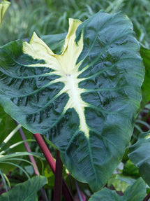 Elephant Ears Colocasia Esculenta White Lava®