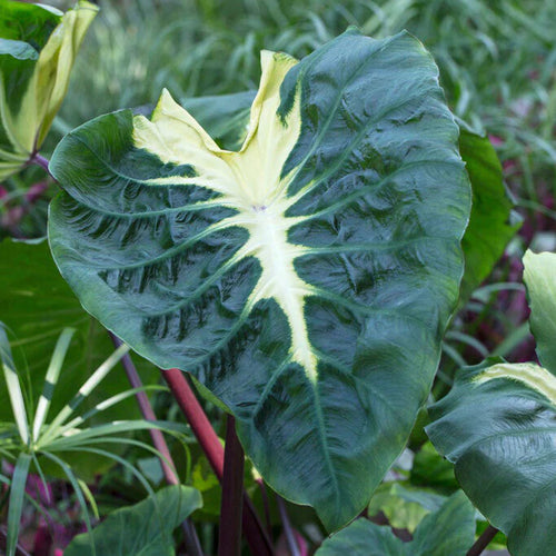 Elephant Ears Colocasia Esculenta White Lava®