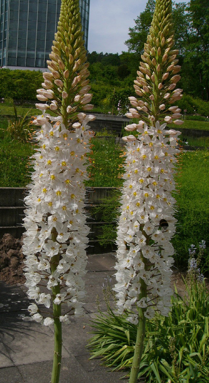 white foxtail lily Eremurus (Foxtail Lily) Robustus Bulbs | DutchGrown™