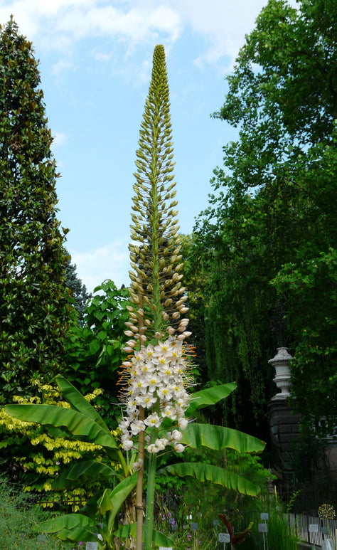 Eremurus Robustus Flower Bulbs