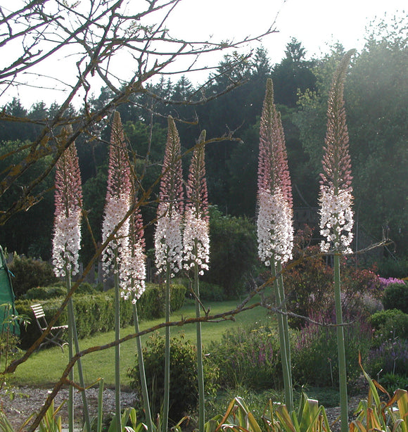 Eremurus Robustus Foxtail Lily Bulbs