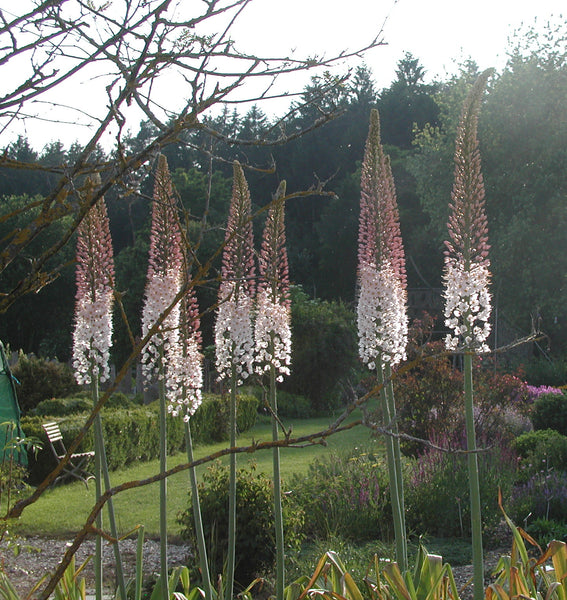 foxtail lily white Eremurus (Foxtail Lily) Robustus Bulbs | DutchGrown™