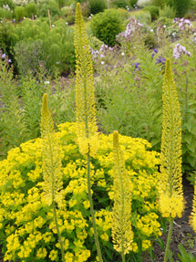 Eremurus (Foxtail Lily) Stenophylus Bungei