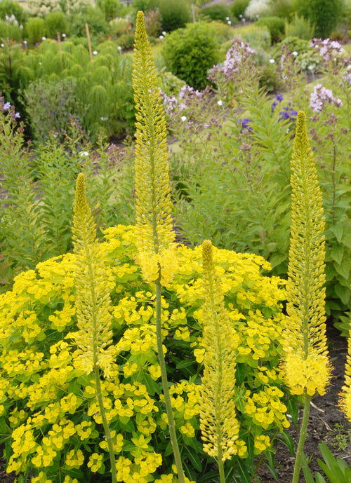 Eremurus Stenophylus Bungei