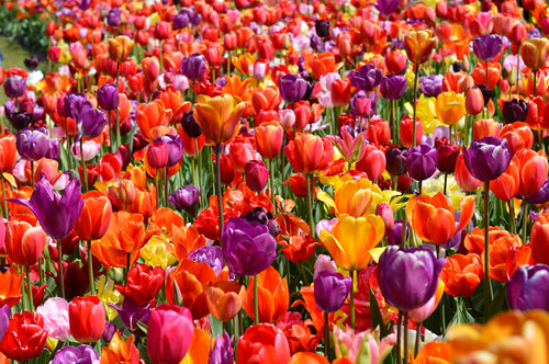 Eternal Spring Tulip Mix, more than 100 different tulip bulbs