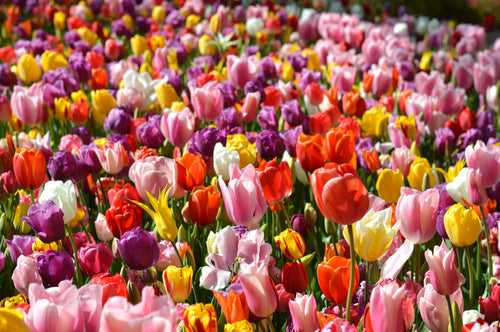 Eternal Spring Tulip Mix, more than 100 different tulip bulbs