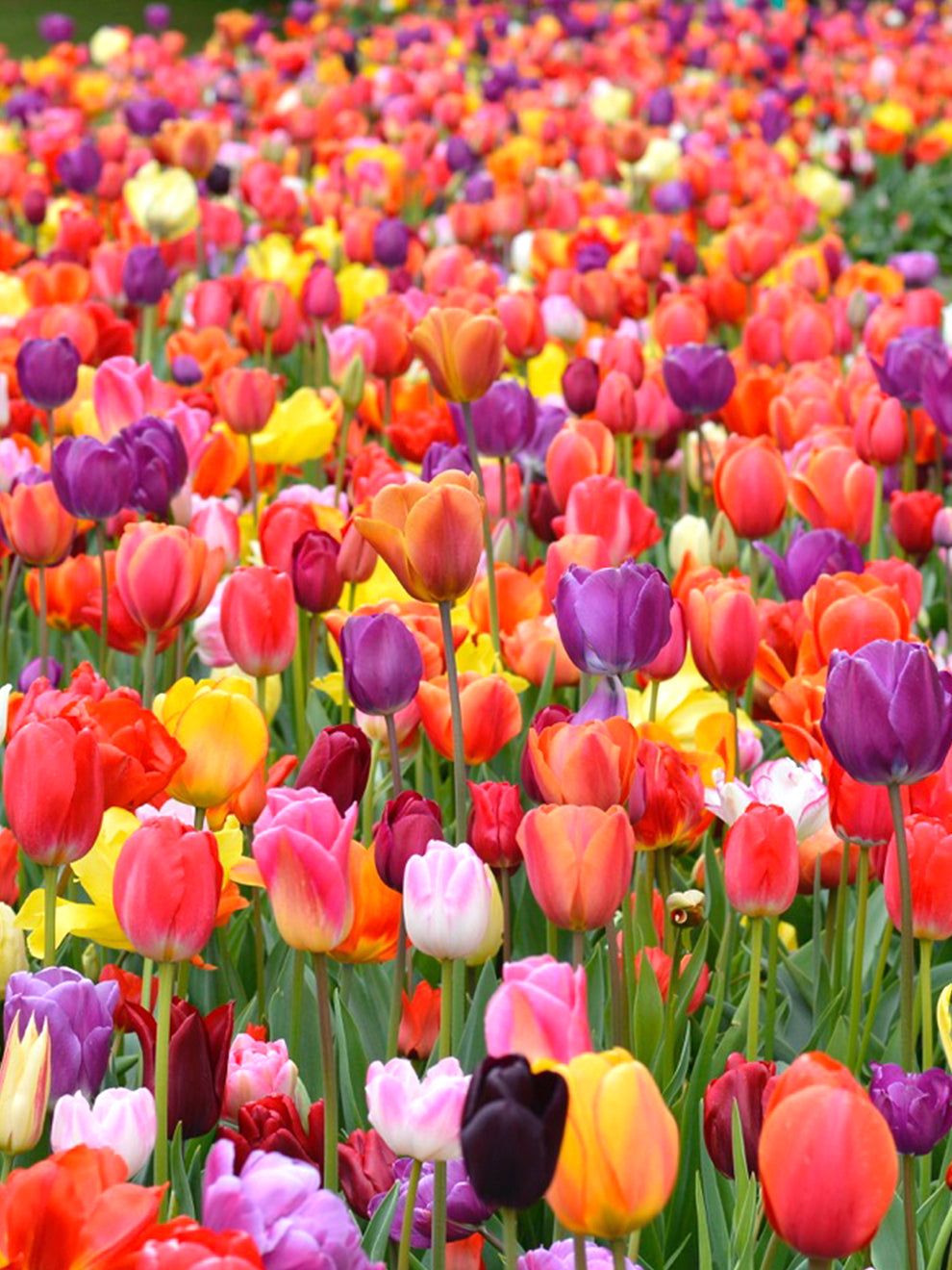 tulip potting mix Eternal Spring Tulip Mix Bulbs, Mixed - 100 Bulbs