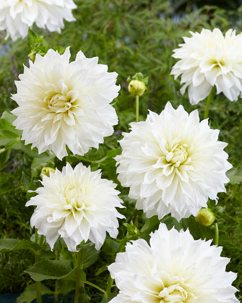 Dinnerplate Dahlia Fleurel