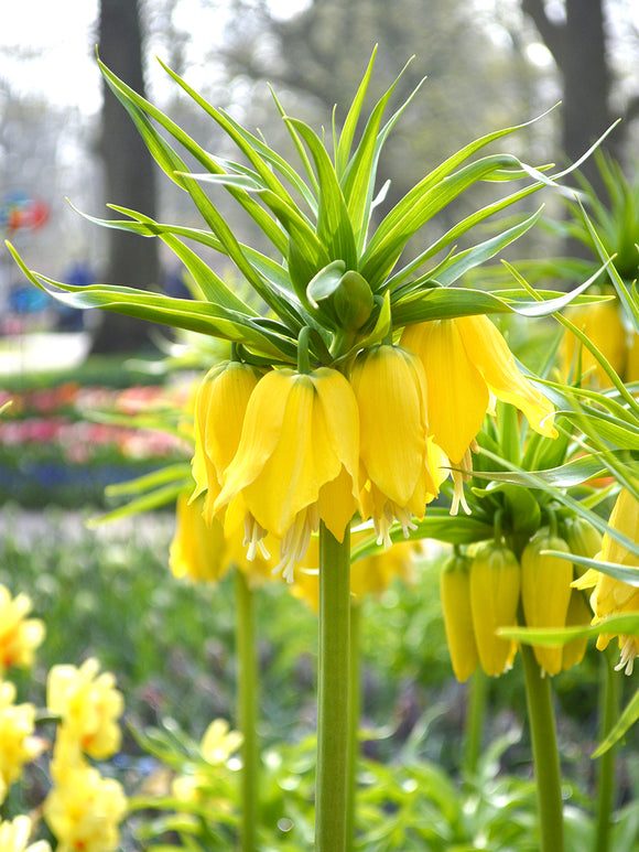 Fritillaria imperialis Lutea Maxima