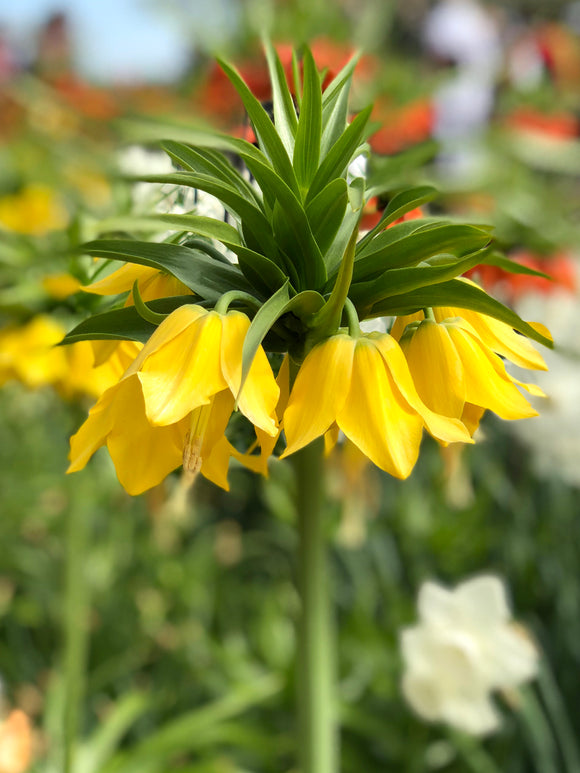 Fritillaria imperialis 'Lutea Maxima' (Crown Imperial)