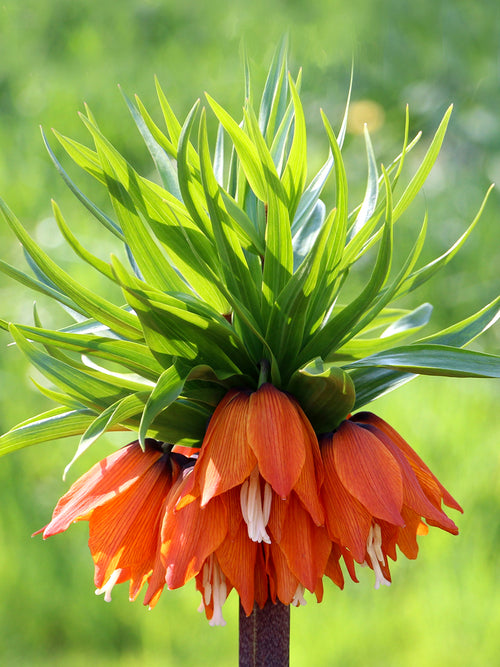 Fritillaria imperialis Rubra Crown Imperial Red