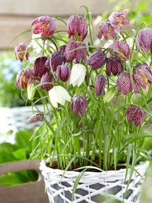 Fritillaria Meleagris