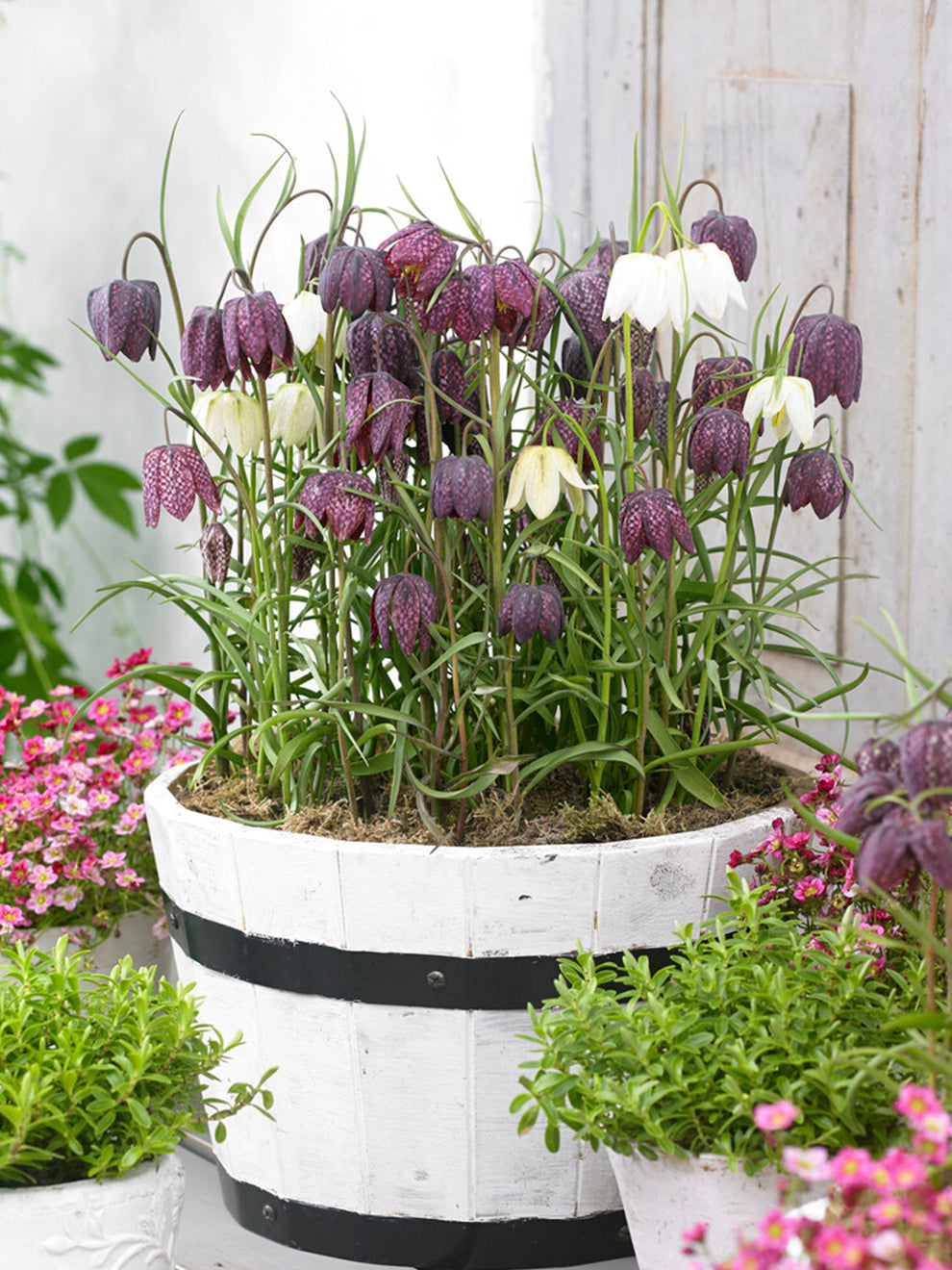 planting snake's head fritillary bulbs 1000 bulbs