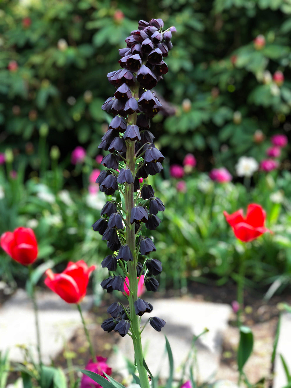 persian lily flower Fritillaria Persica (Persian Lily) Bulb, Purple - 1 Bulb
