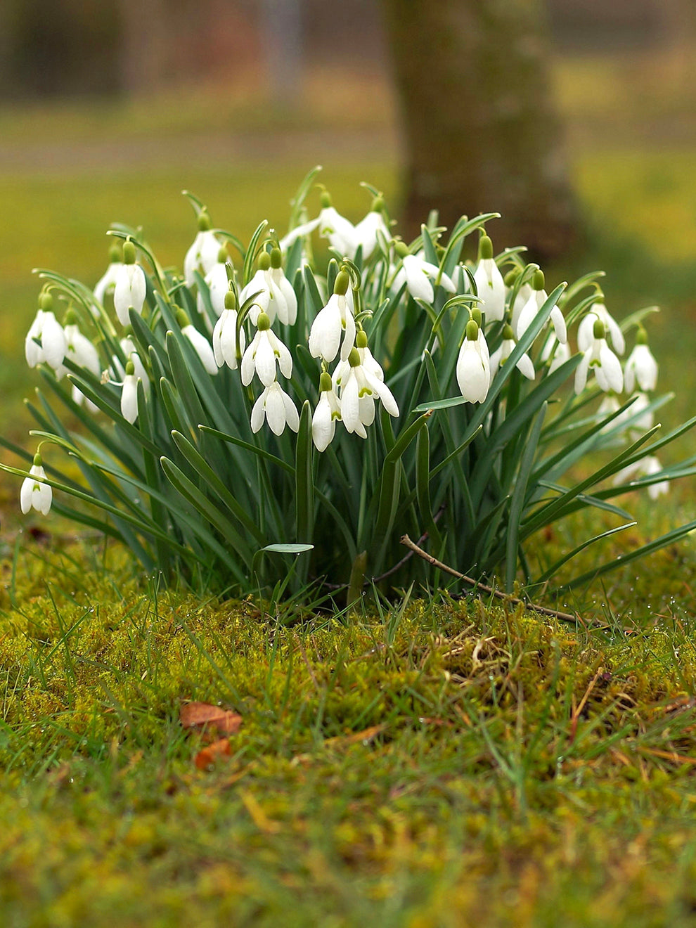 thumbnail image 2 of Snowdrop Bulbs For Planting Now UK/Strong Plants That Grow Well/Mix Golden Jade Carving Feels 2 of 10