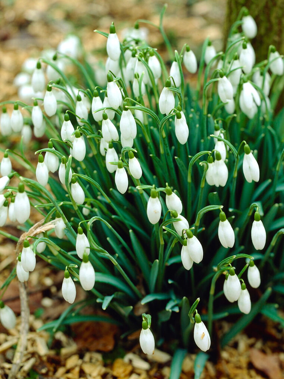 snow drop flower seeds Galanthus Elwesii (Snowdrops) Bulbs, White - 25 Bulbs