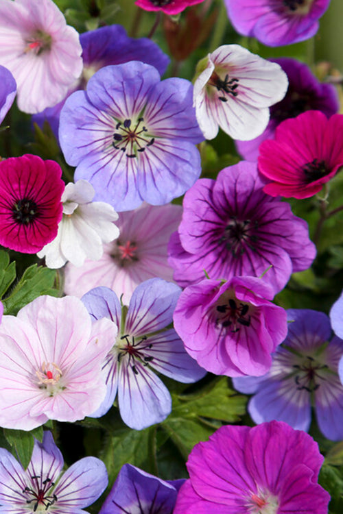 Geranium BullsEye Mix Roots