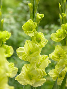 Gladiolus Green Star