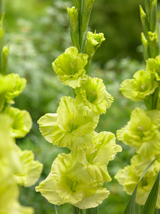 Gladiolus Green Star