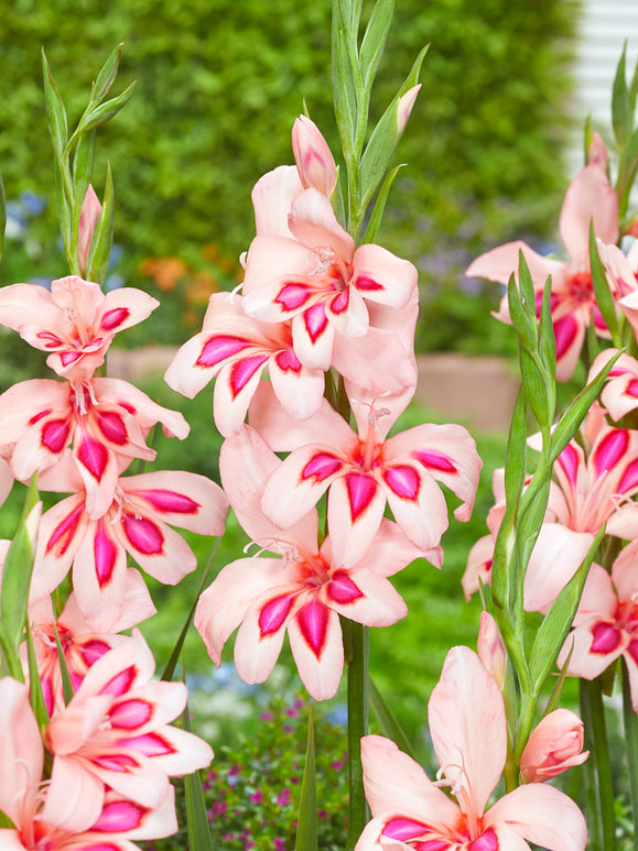 Gladiolus Impressive Flower Bulbs