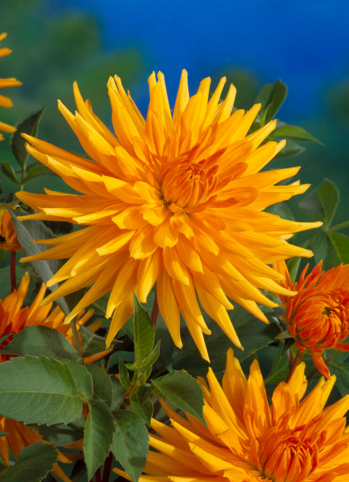 golden yellow-orange Dahlia Gold Crown