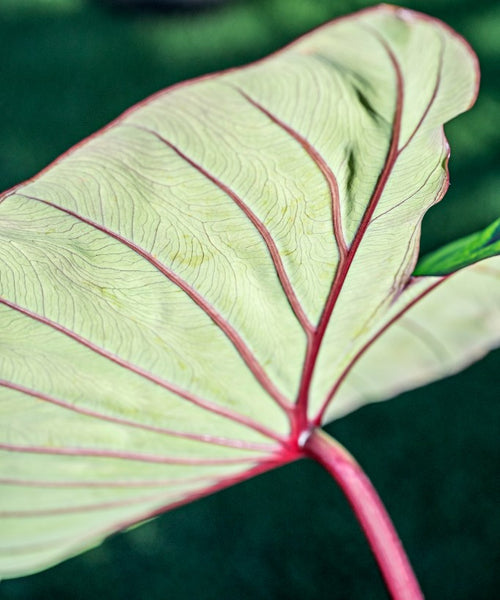 Elephant Ears Hawaiian Punch