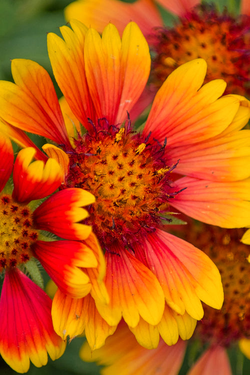 Helenium Mardi Gras