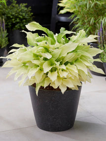 Hosta White Feather