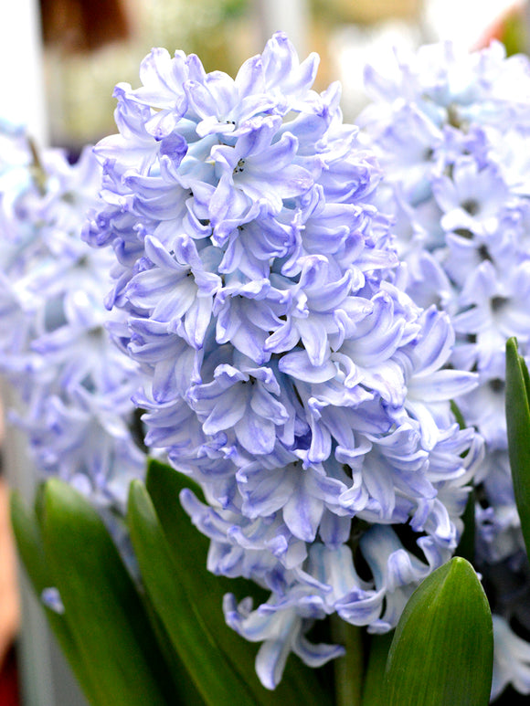 Blue Eyes light Blue Flower Bulbs Hyacinth USA