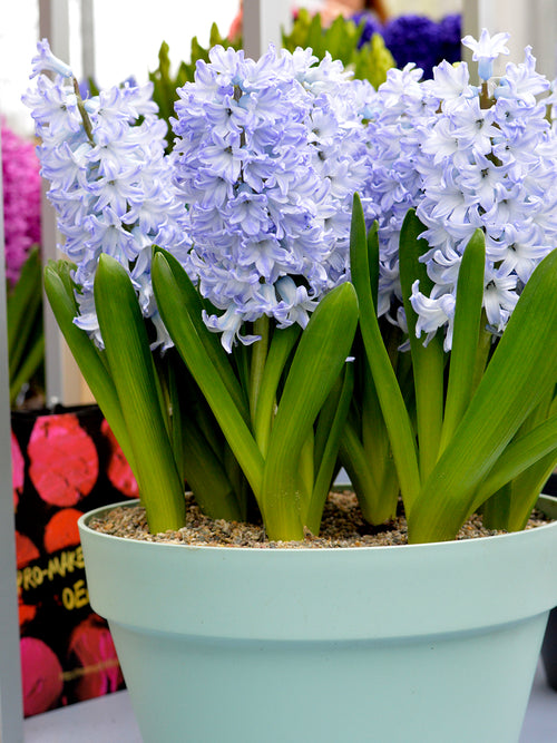 Light Blue Eyes Spring Bulbs for Fall Planting Hyacinths in pot