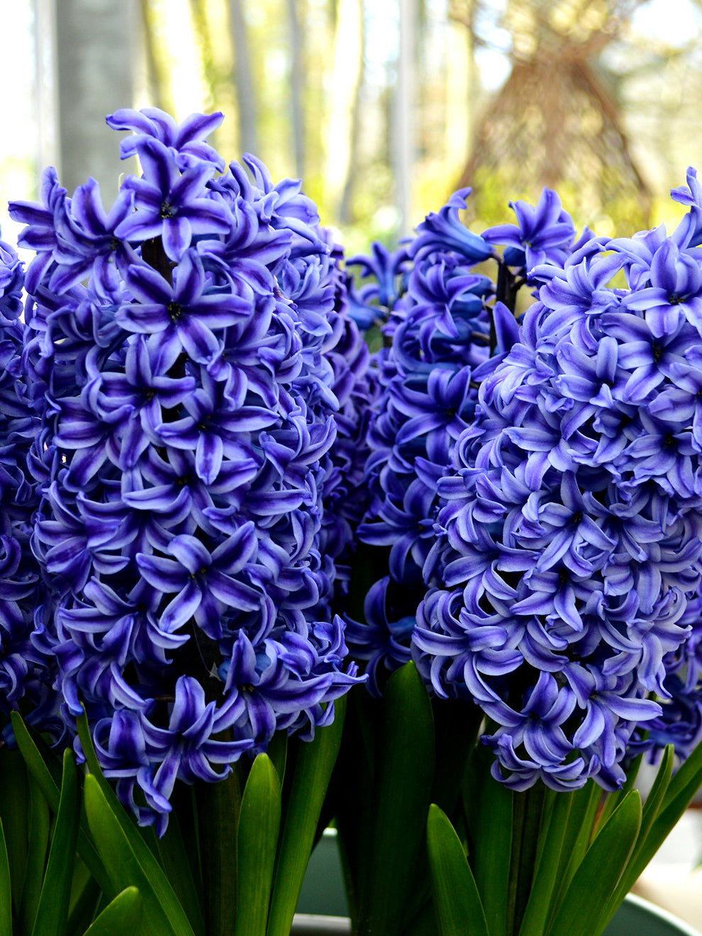 blue hyacinth house plant Hyacinth Blue Jacket , Blue - 10