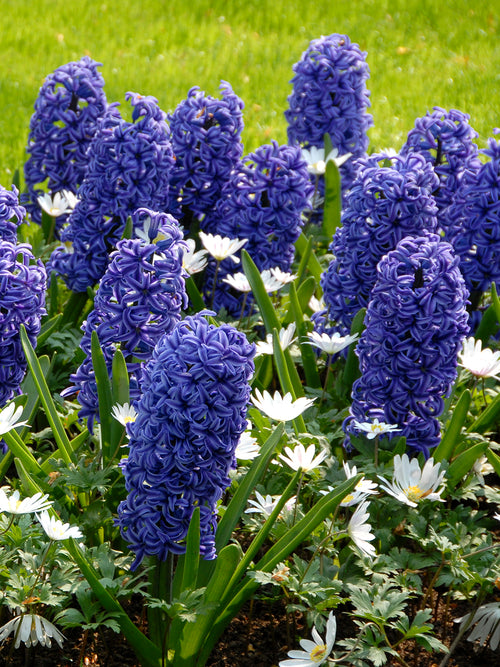 Hyacinths Blue Jacket Flower Bulbs USA