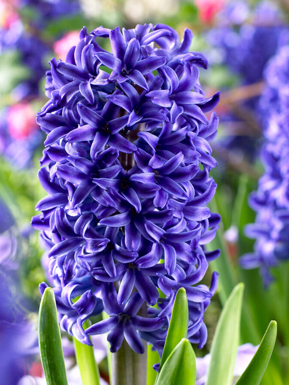 Hyacinth Blue Jacket Flower Bulbs