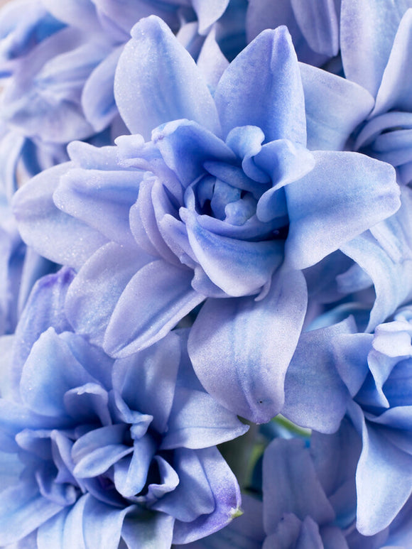 Hyacinth Bulbs Blue Tango Double Florets