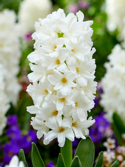 Hyacinth Carnegie White Flower Bulbs USA