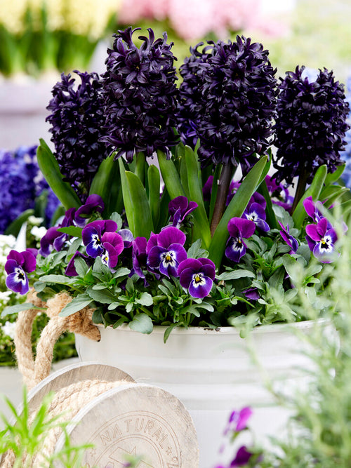 black Hyacinths Dark Diemnsion in pot