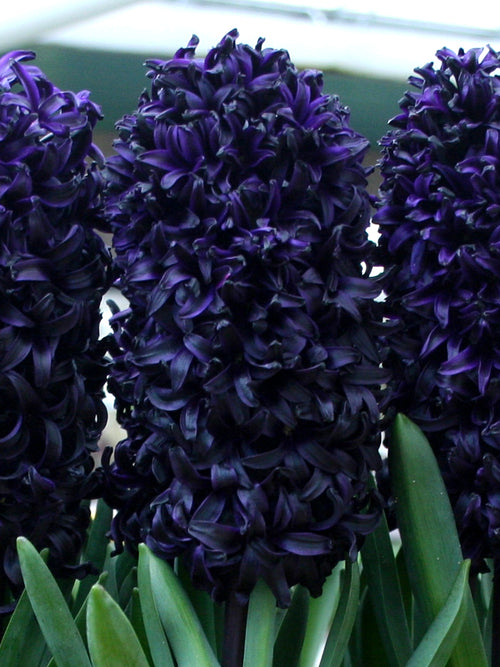 Hyacinth Dark Dimension Black
