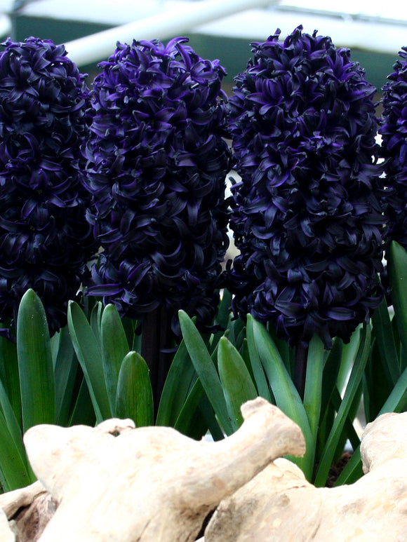 black Hyacinth Dark Dimension by DutchGrown