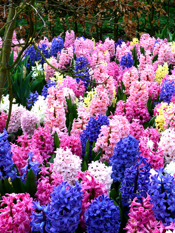 Mixed colored hyacinths