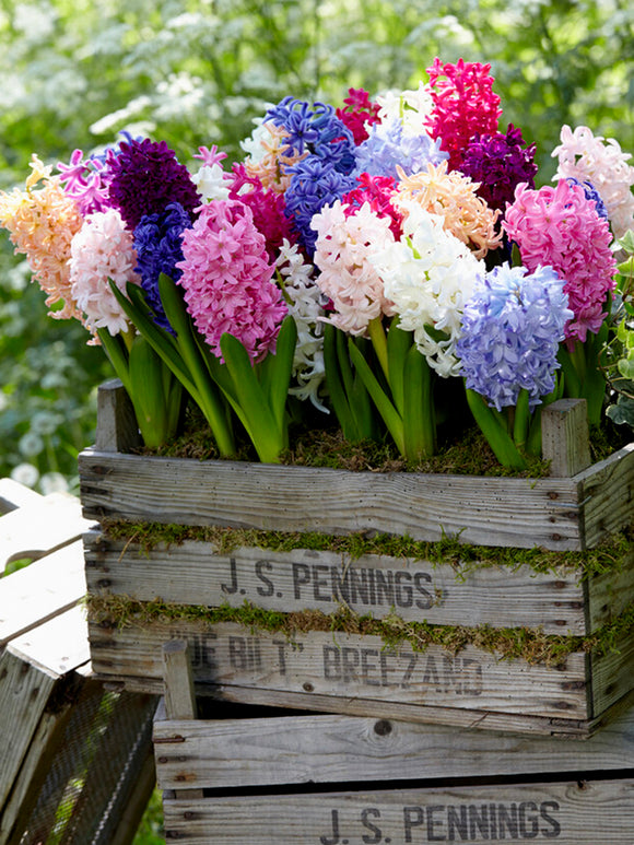 hyacinth bulbs mixed colors 