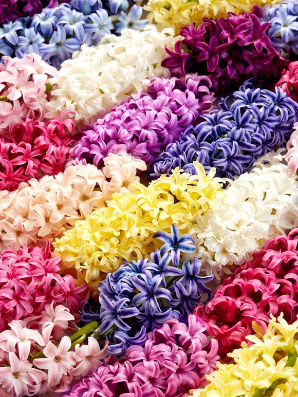 hyacinth flower bulbs mixed colors