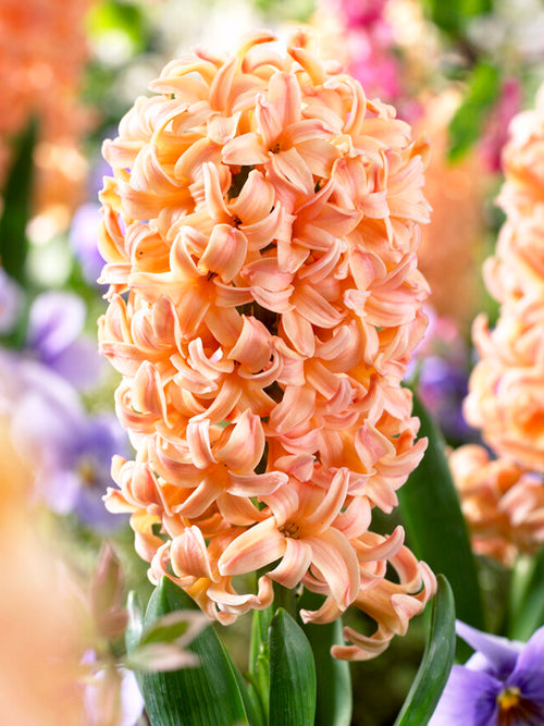 Hyacinth Gipsy Queen Flower Bulbs Salmon