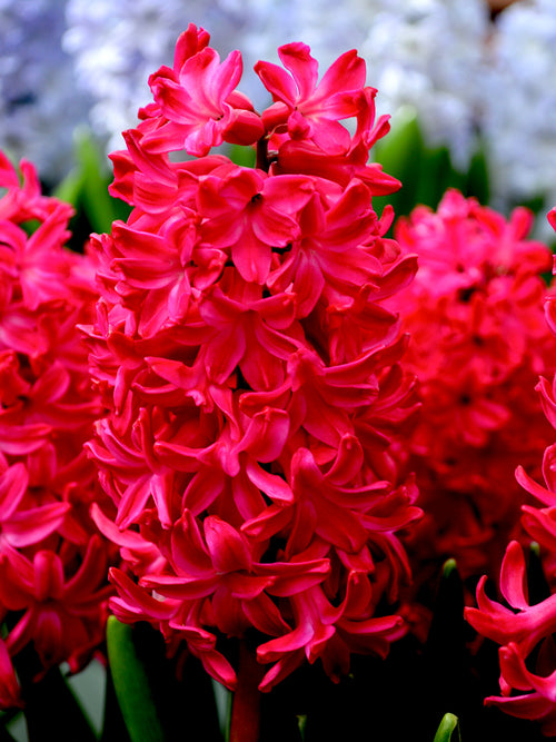 Hyacinth Jan Bos Red