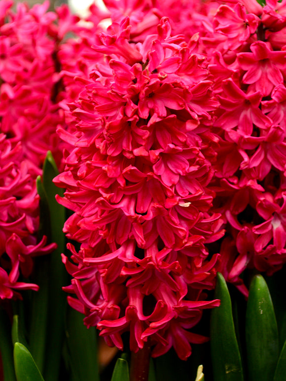Hyacinth Bulbs Jan Bos Red