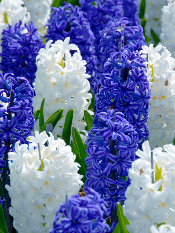 Blue and White Hyacinths