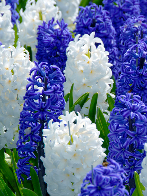 White and Blue Hyacinths